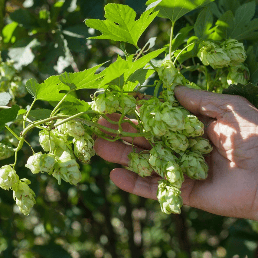 On y voit le houblon directement cultivé avec une main montrant les pousses.