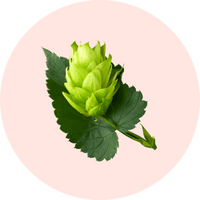 Dans un cercle orangé/rosé, on y voit une pousse de houblon.
